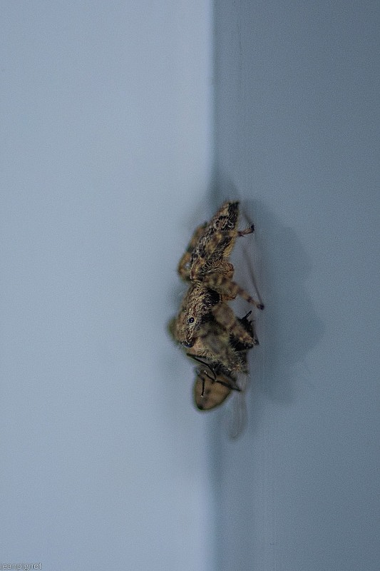 DSC_8209_001DSC_8209.JPG