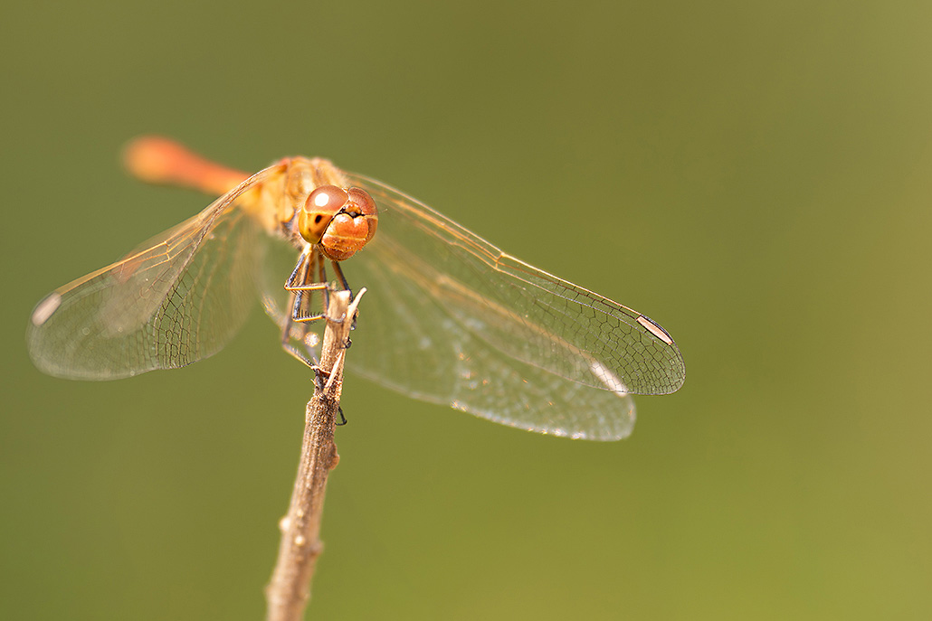 Sympetrum-2.jpg