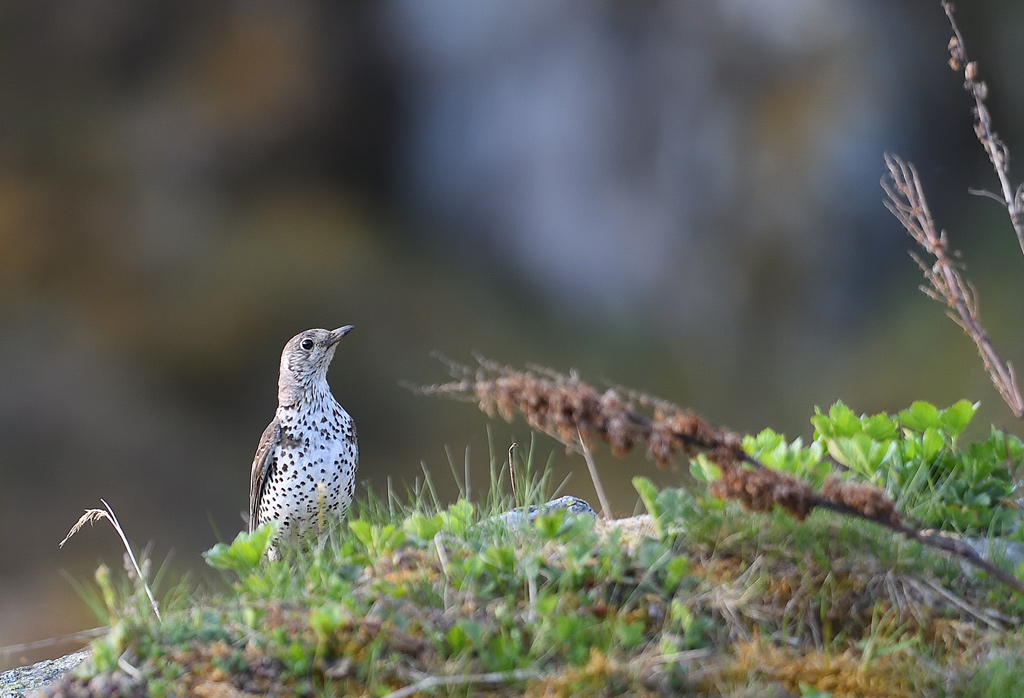 DS5_5005.jpg