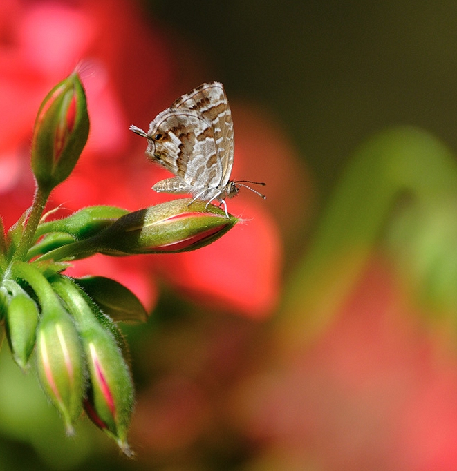 DSCF1065-p.jpg