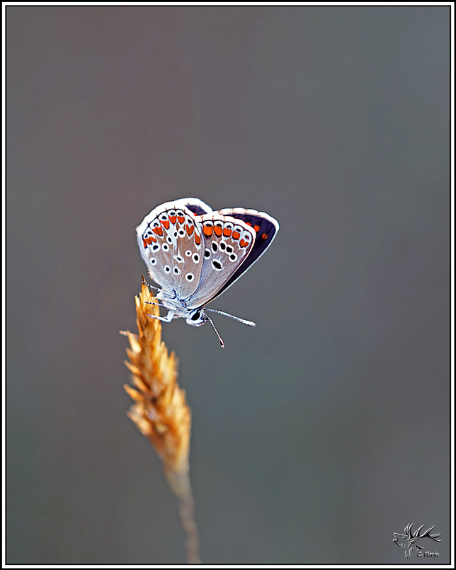 collier_de_corail(aricia-agestis)(4).jpg