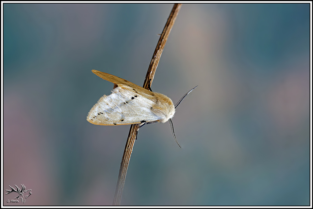 Ecaille_lievre(Spilarctia_lutea)(22_24).jpg