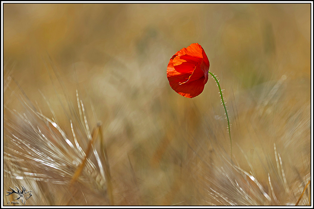 flore(1384)coquelicot(papaver_rhoeas).jpg
