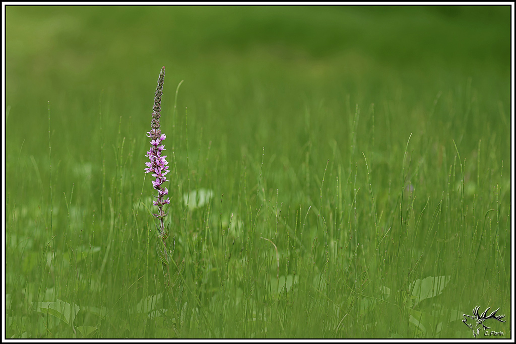flore(1402)Salicaire_commune(Lythrum_salicaria).jpg