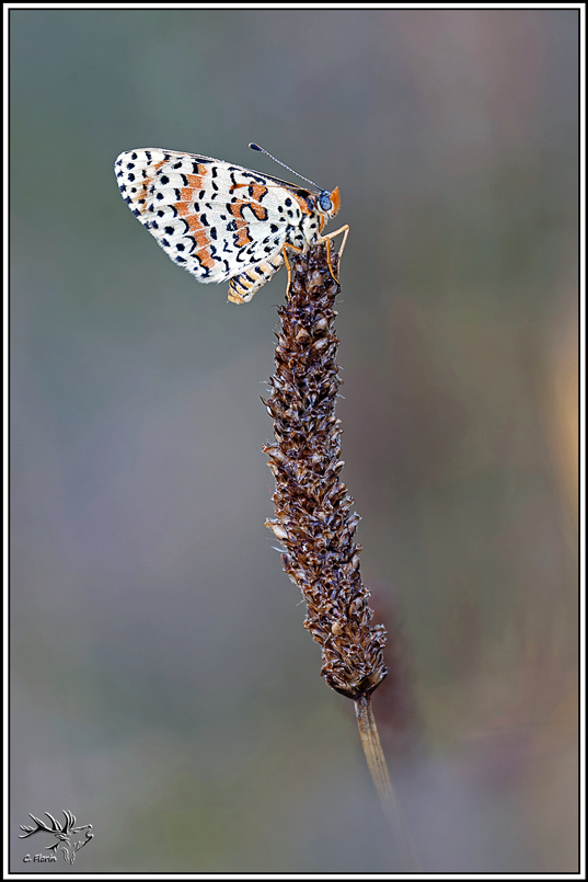 melitee_orangee(melitaea_didyma)-(9).jpg