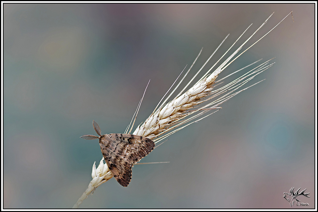 Disparate(Lymantria_dispar)(10).jpg