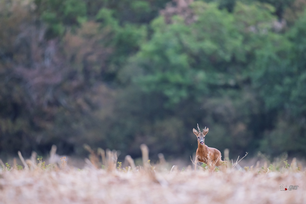 Chevreuil d'Europe (Capreolus capreolus)-Roe deer-1090 (1).jpg