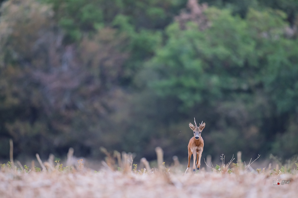 Chevreuil d'Europe (Capreolus capreolus)-Roe deer-1090 (2).jpg