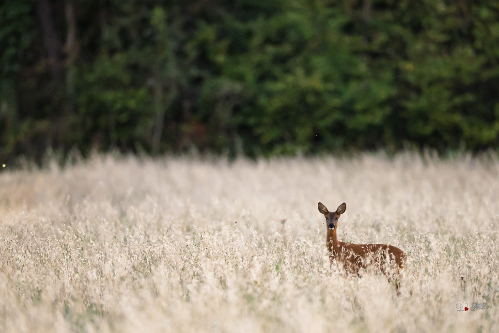 Chevreuil d'Europe (Capreolus capreolus)-Roe deer-1090.jpg