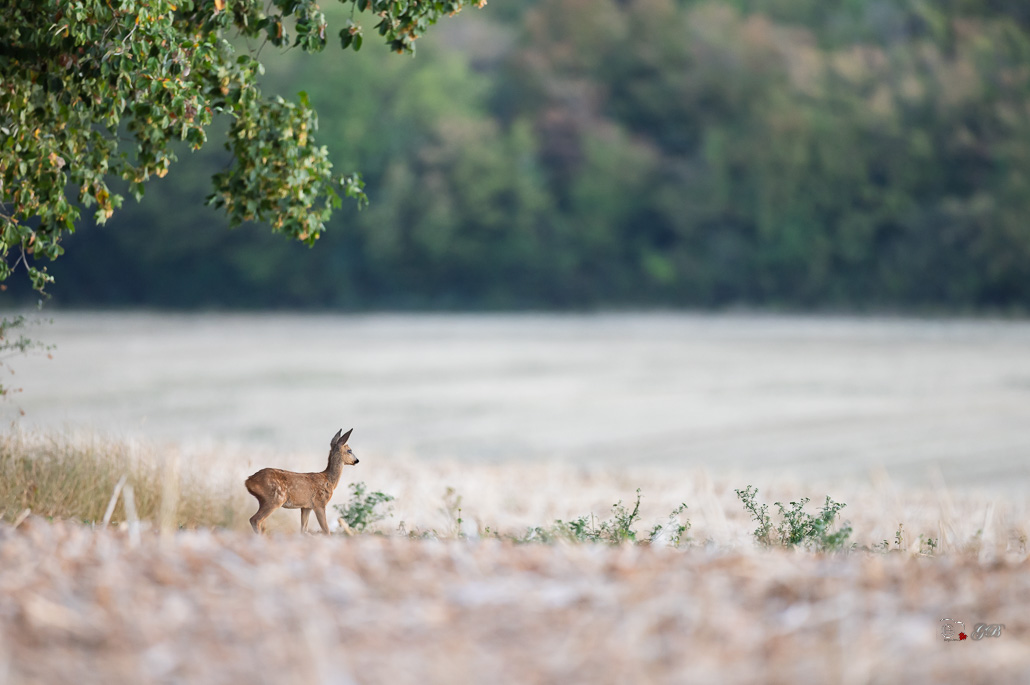 Chevreuil d'Europe (Capreolus capreolus)-Roe deer-1091.jpg