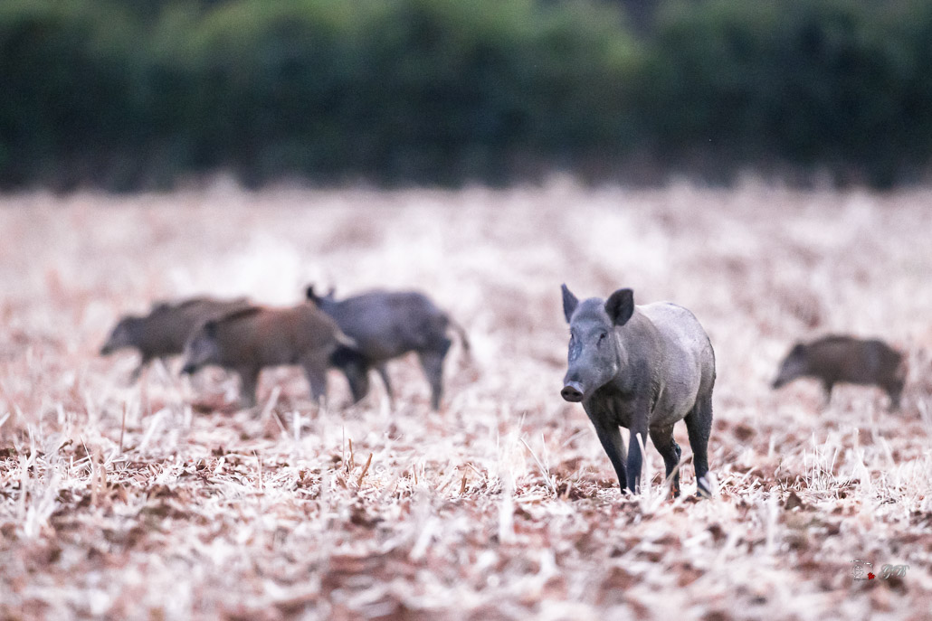 Sanglier (Sus scrofa) Wild boar-198.jpg