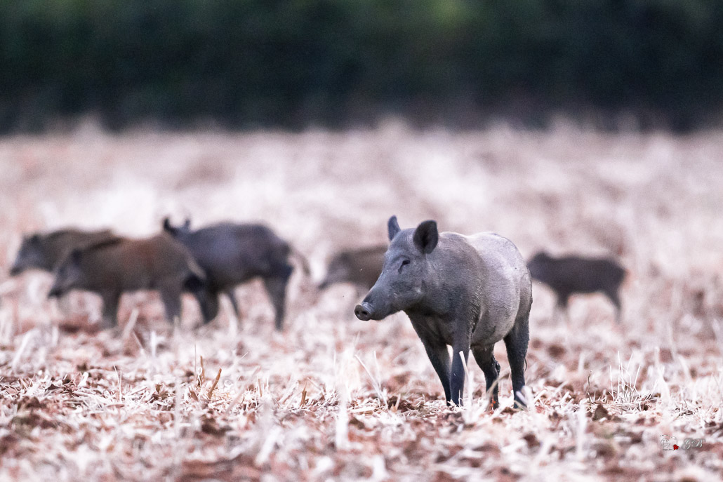 Sanglier (Sus scrofa) Wild boar-199.jpg