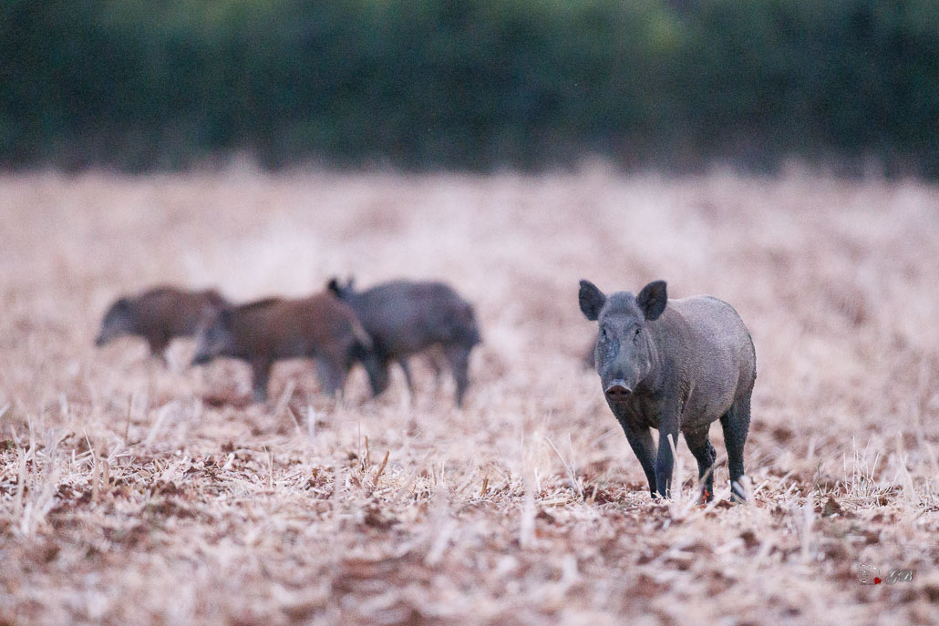 Sanglier (Sus scrofa) Wild boar-200.jpg