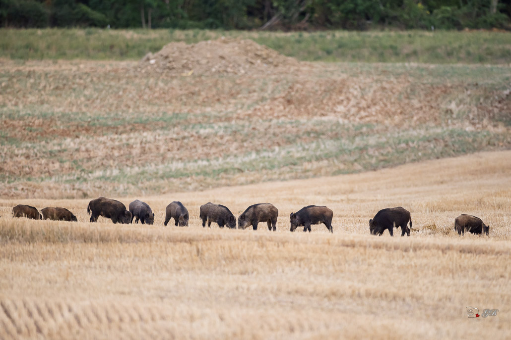 Sanglier (Sus scrofa) Wild boar-218.jpg