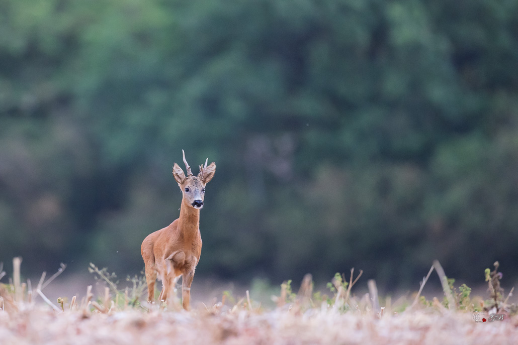 Chevreuil d'Europe (Capreolus capreolus)-Roe deer-1102.jpg