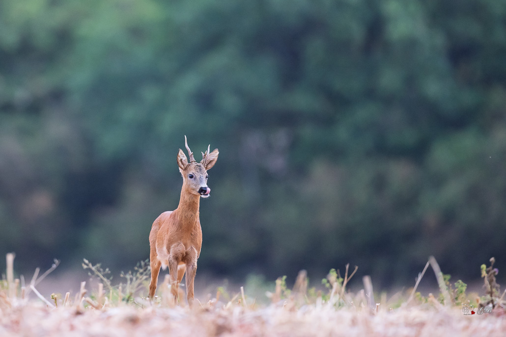 Chevreuil d'Europe (Capreolus capreolus)-Roe deer-1105.jpg