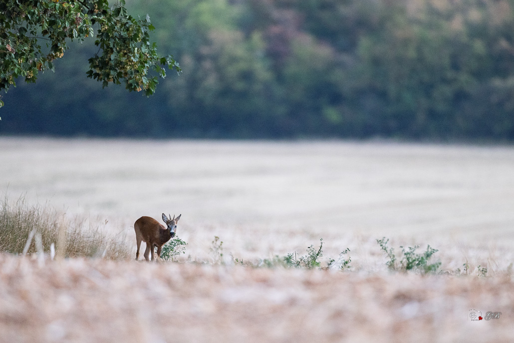 Chevreuil d'Europe (Capreolus capreolus)-Roe deer-1116.jpg