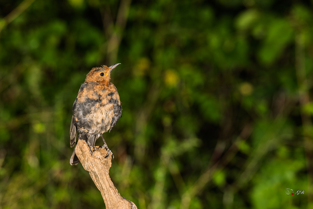 Merle Noir (Turdus merula) - Common Blackbird-251.jpg