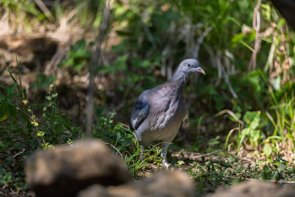 Pigeon Ramier (Columba palumbus) Common wood-pigeon-140.jpg