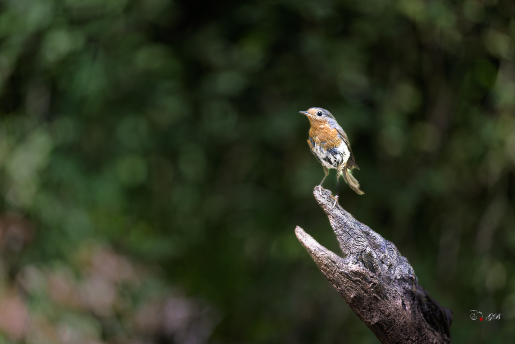 Rougegorge familier (Erithacus rubecula) - European Robin-854.jpg