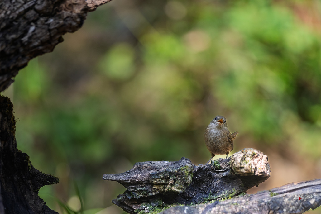 Troglodyte mignon (Troglodytes troglodytes)-388.jpg