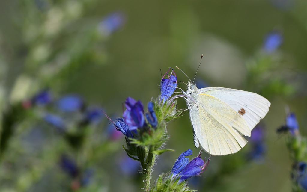 DSC_2329.jpg