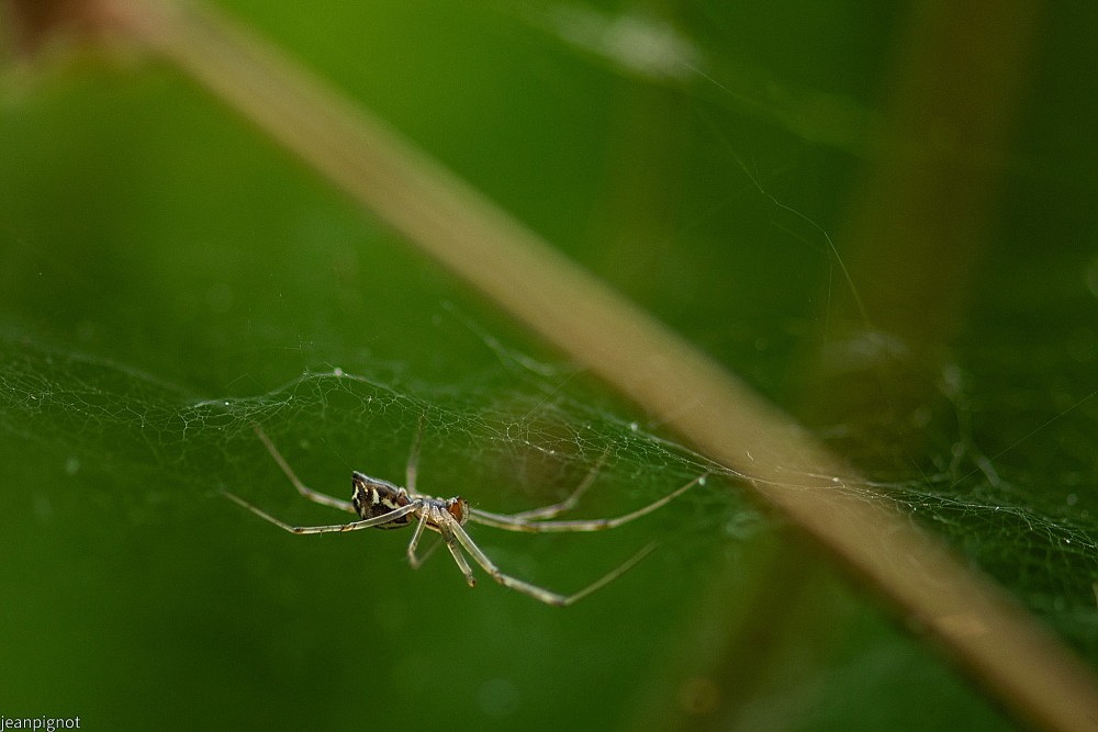 N4 araignée inconnue.JPG