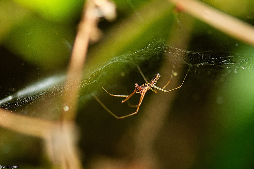 N1 tetragnathe.JPG