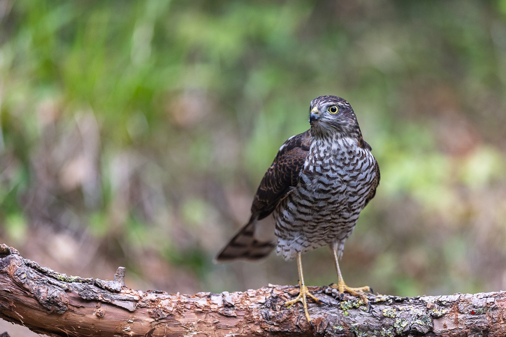 Epervier d'Europe (Accipiter nisus) Eurasian Sparrowhawk-133.jpg