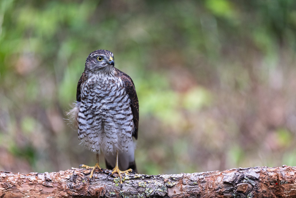 Epervier d'Europe (Accipiter nisus) Eurasian Sparrowhawk-137.jpg