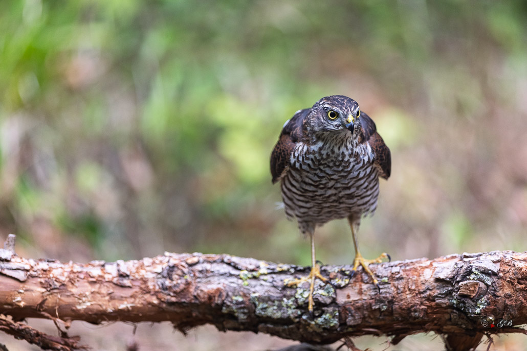 Epervier d'Europe (Accipiter nisus) Eurasian Sparrowhawk-140.jpg