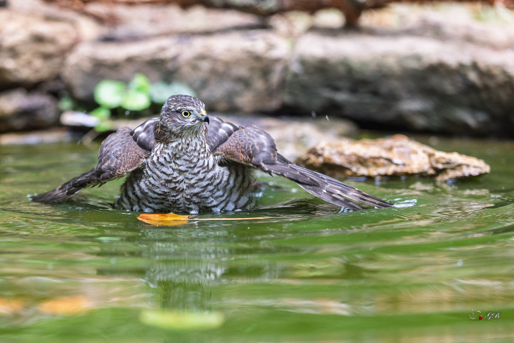 Epervier d'Europe (Accipiter nisus) Eurasian Sparrowhawk-150.jpg