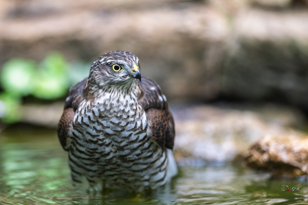 Epervier d'Europe (Accipiter nisus) Eurasian Sparrowhawk-144.jpg