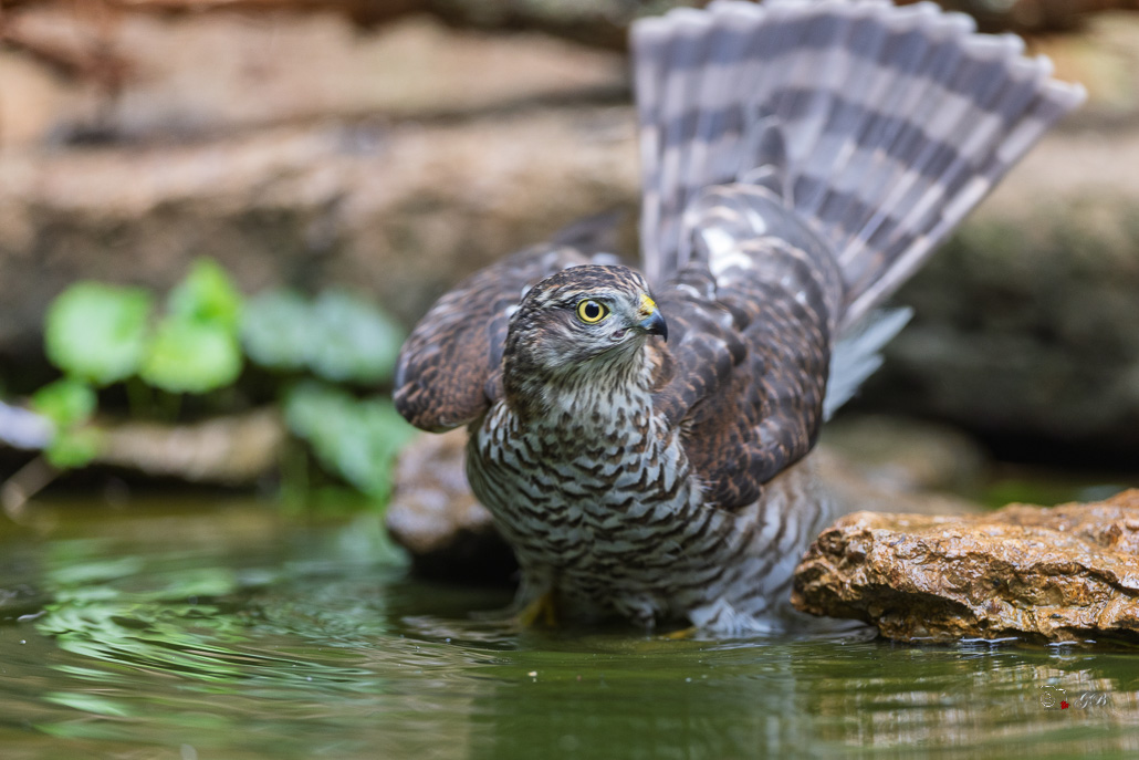 Epervier d'Europe (Accipiter nisus) Eurasian Sparrowhawk-141.jpg