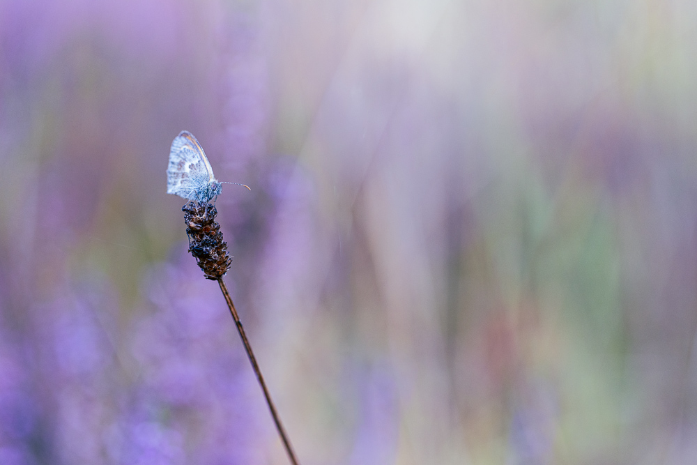 IMG_2503-Modifier.jpg