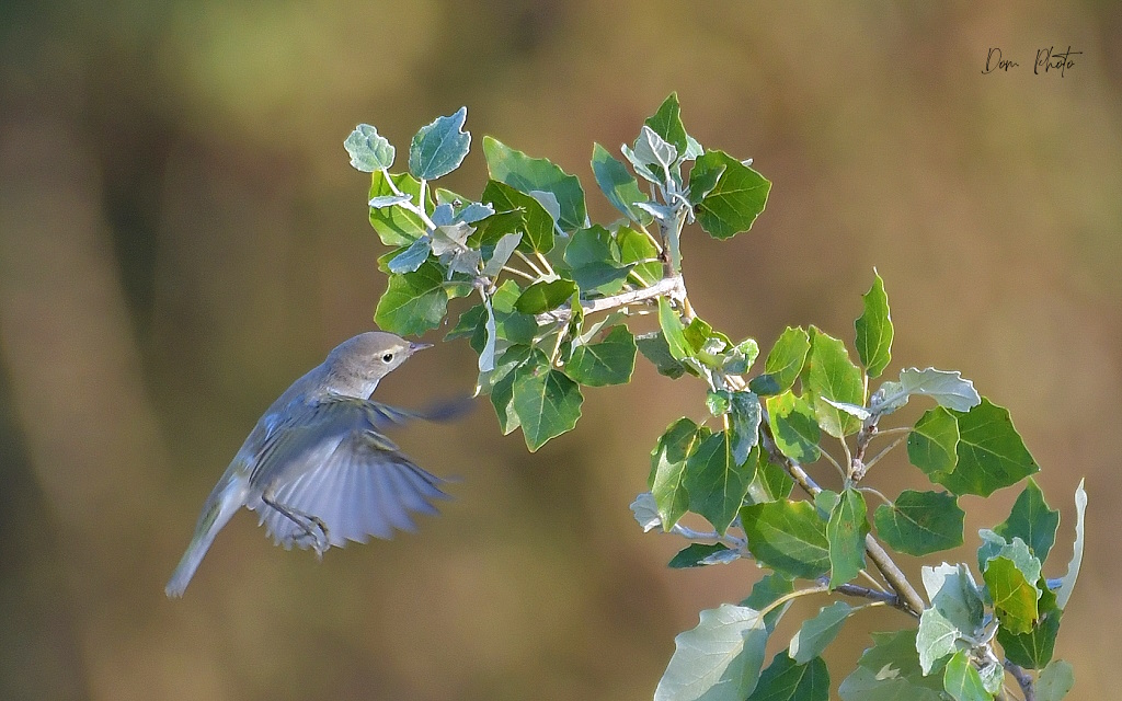 DSC_7029IN.jpg