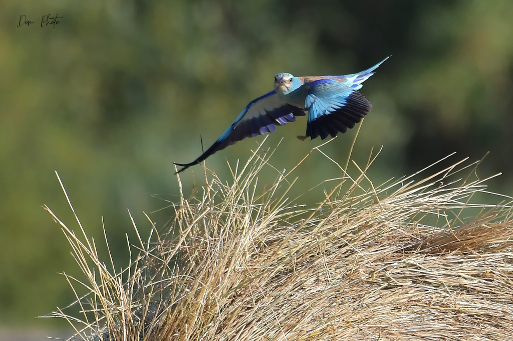 DSC_7157IN.jpg