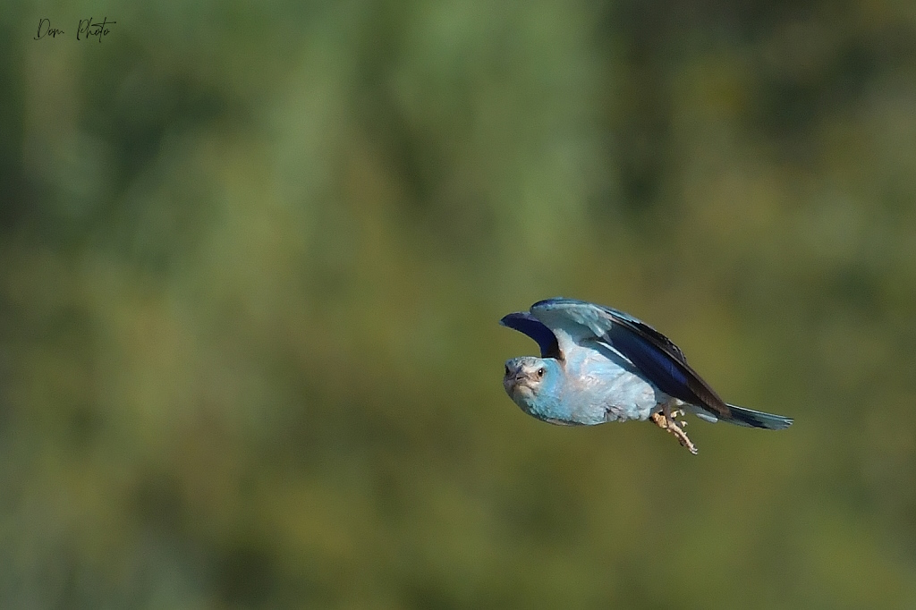 DSC_7160IN.jpg