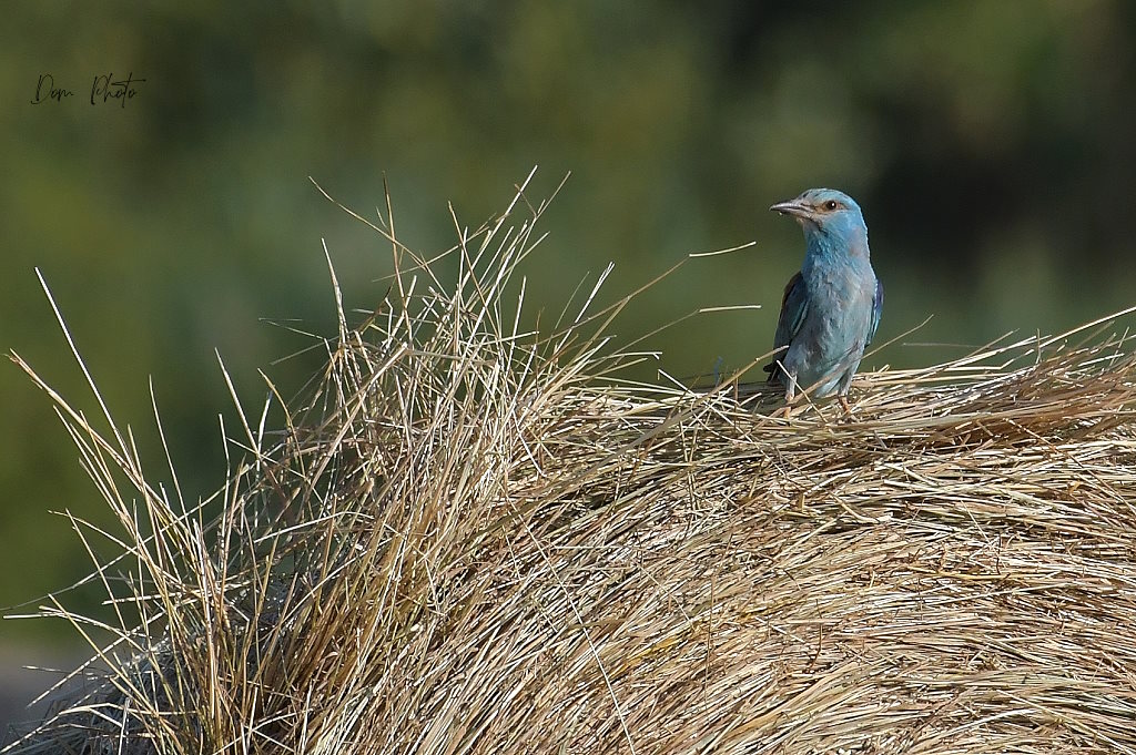 DSC_7156IN.jpg