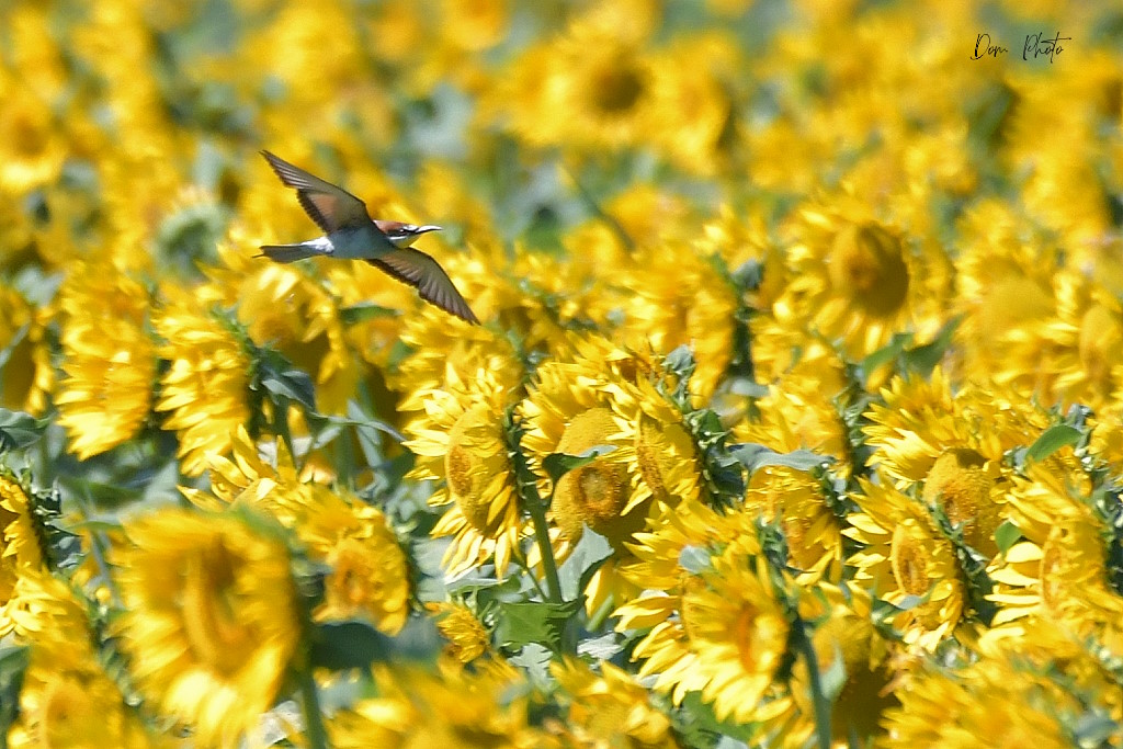 DSC_7323IN.jpg
