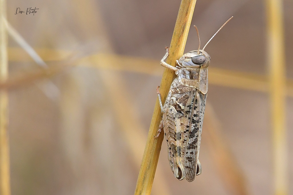 DSC_7230IN.jpg
