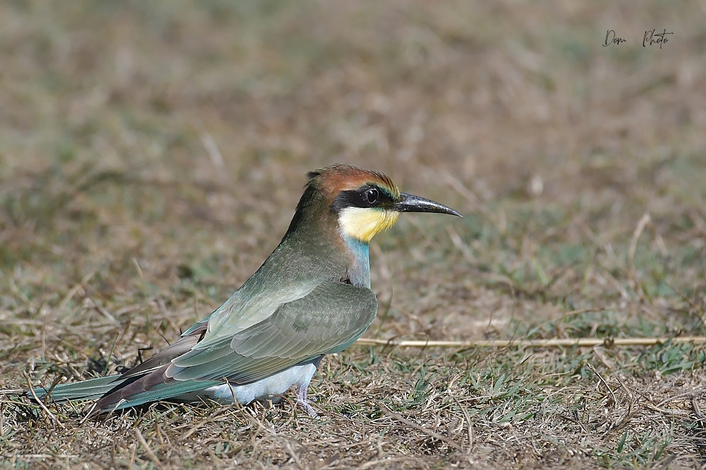 DSC_7290IN.jpg