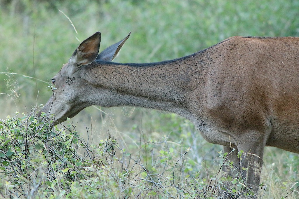 biche.JPG