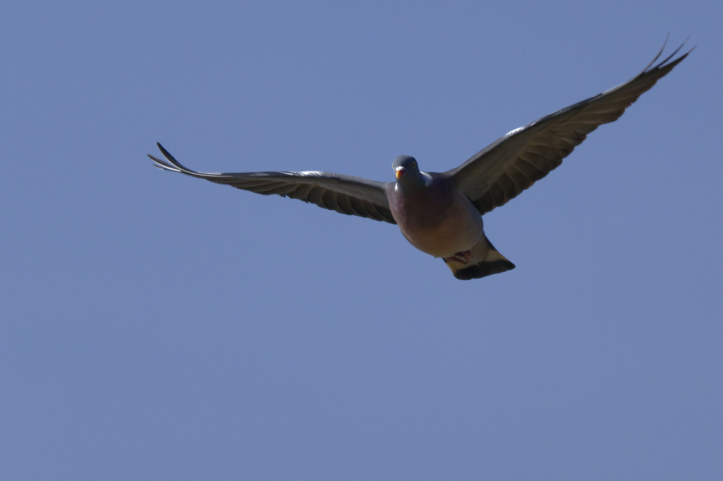 Pigeon ramier 2.jpg