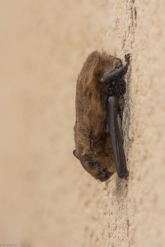 N12 pipistrelle.JPG