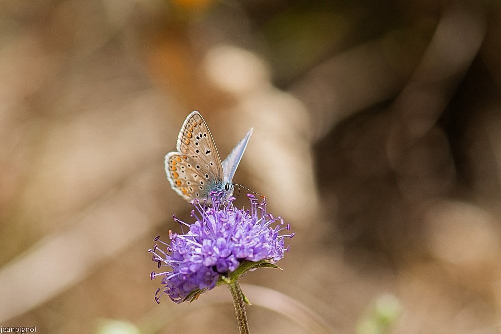 N4 argus bleue.JPG