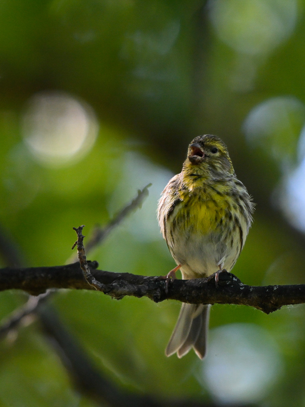 Serin cini_19-2.jpg