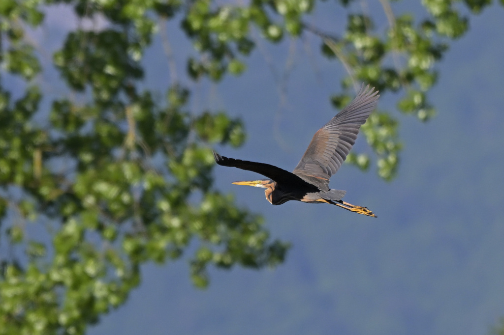 Heron pourpre-26.jpg