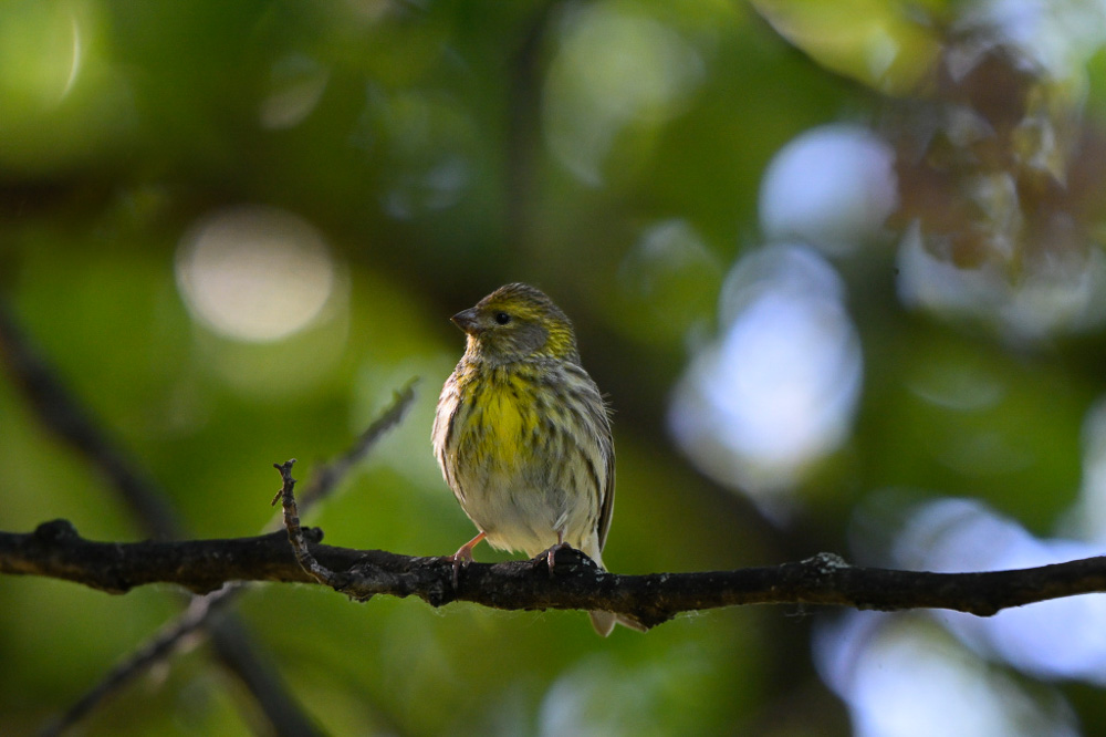 Serin cini_15-2.jpg