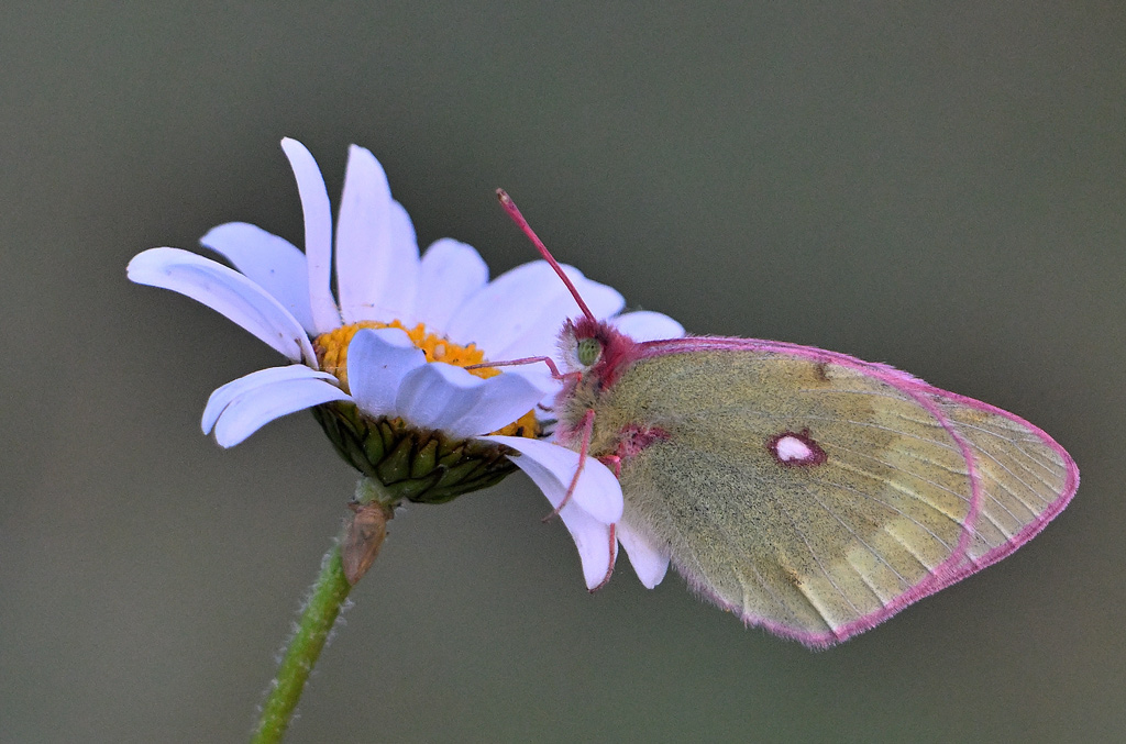 ZSC_1692.jpg